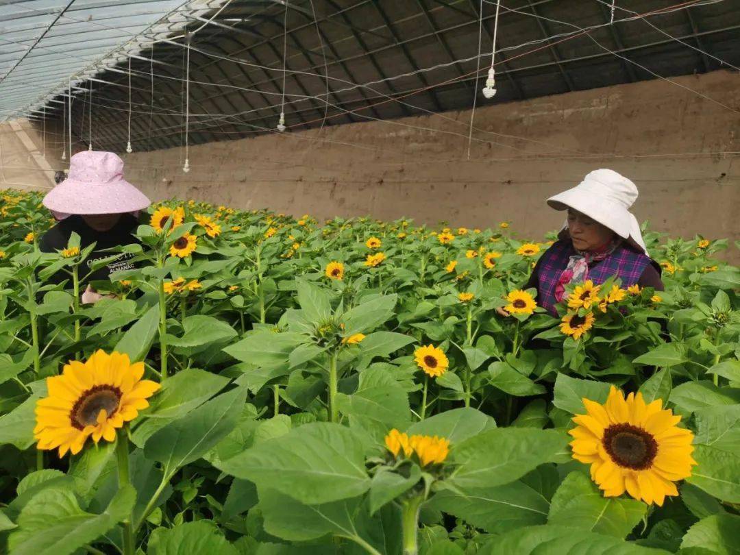 见过春天里盛开的向日葵吗?就在临夏县这个地方→_温室大棚_种植_市场