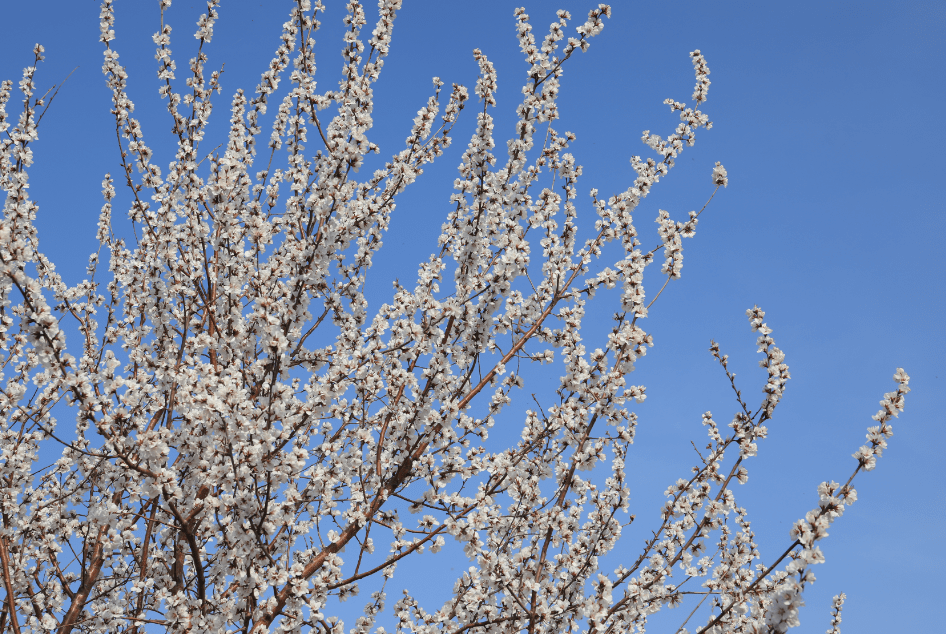 晋阳湖公园桃花图片