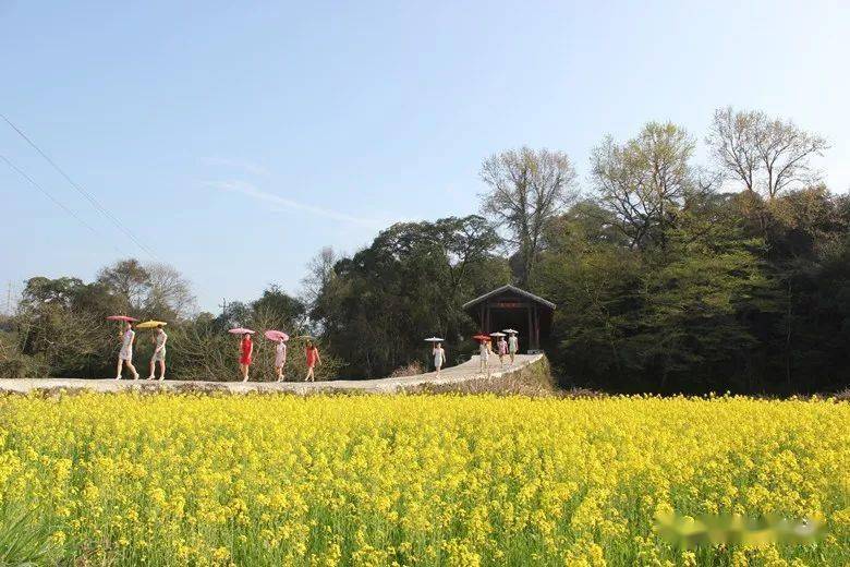 遊汀村裡村外,花團簇擁排嶺花海虎溪風光秀美林塘巖前春色源頭的春