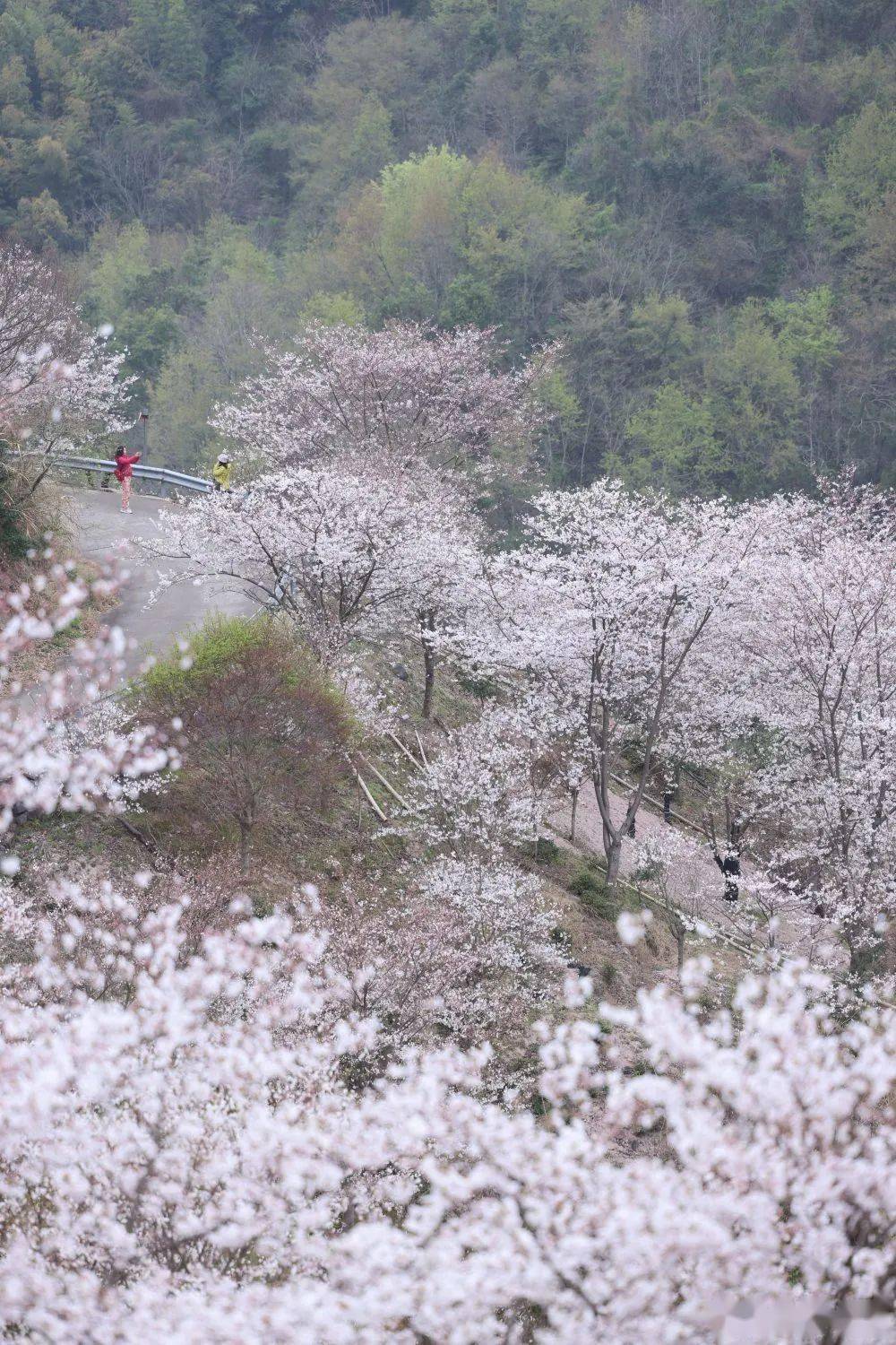 奉化樱花谷图片