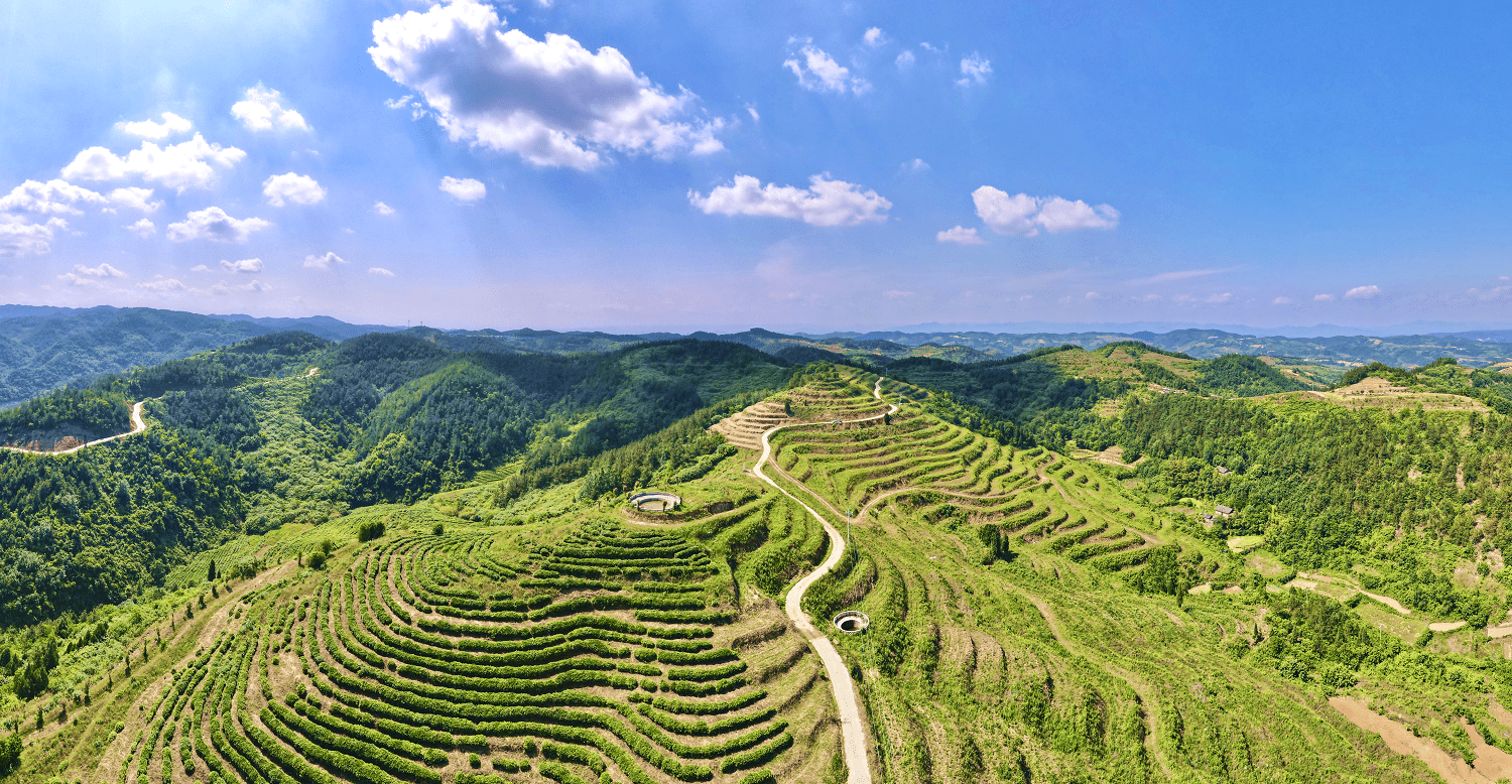 碧水青山茶叶产地图片