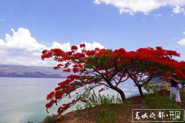 凤凰花图片（合欢花图片大全大图高清） 第10张