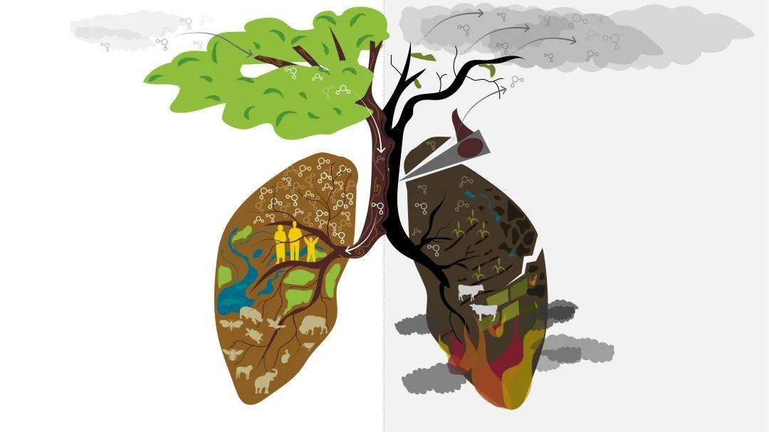 健康的森林,意味着健康的人类.