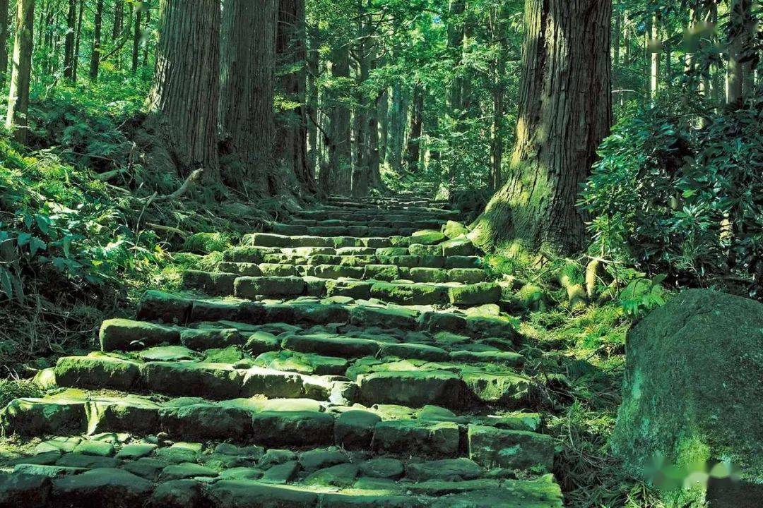 暑期国际亲子 61 日本熊野古道徒步 | 聆听山与海之歌_自然_王子