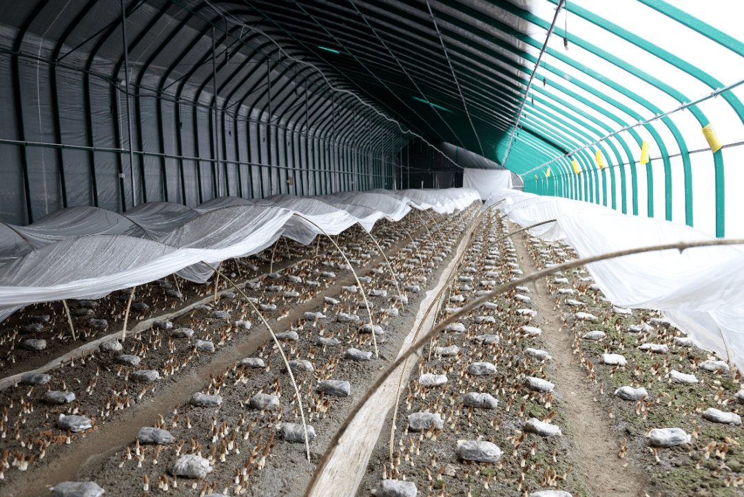 小小羊肚菌,撑起村民增收"致富伞"_种植_温室大棚_经济效益