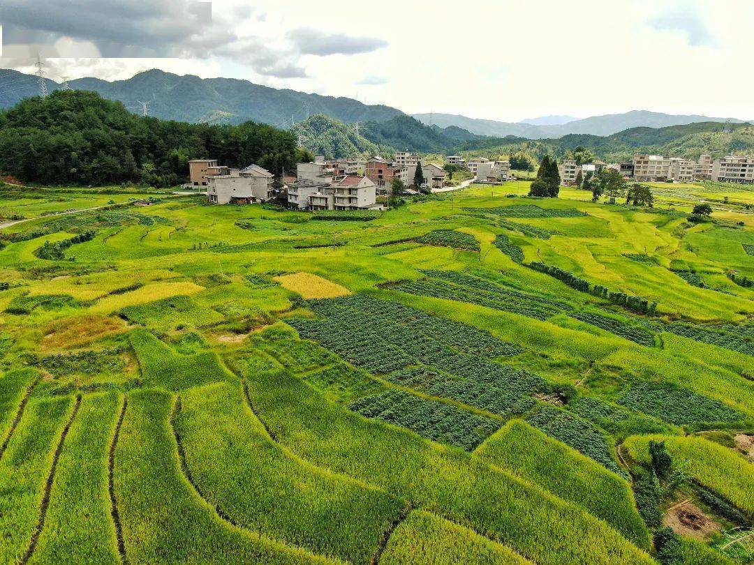 大丘坪村坐落在泰順縣南山下水庫南側,環境優美,綠植豐富,基礎設施