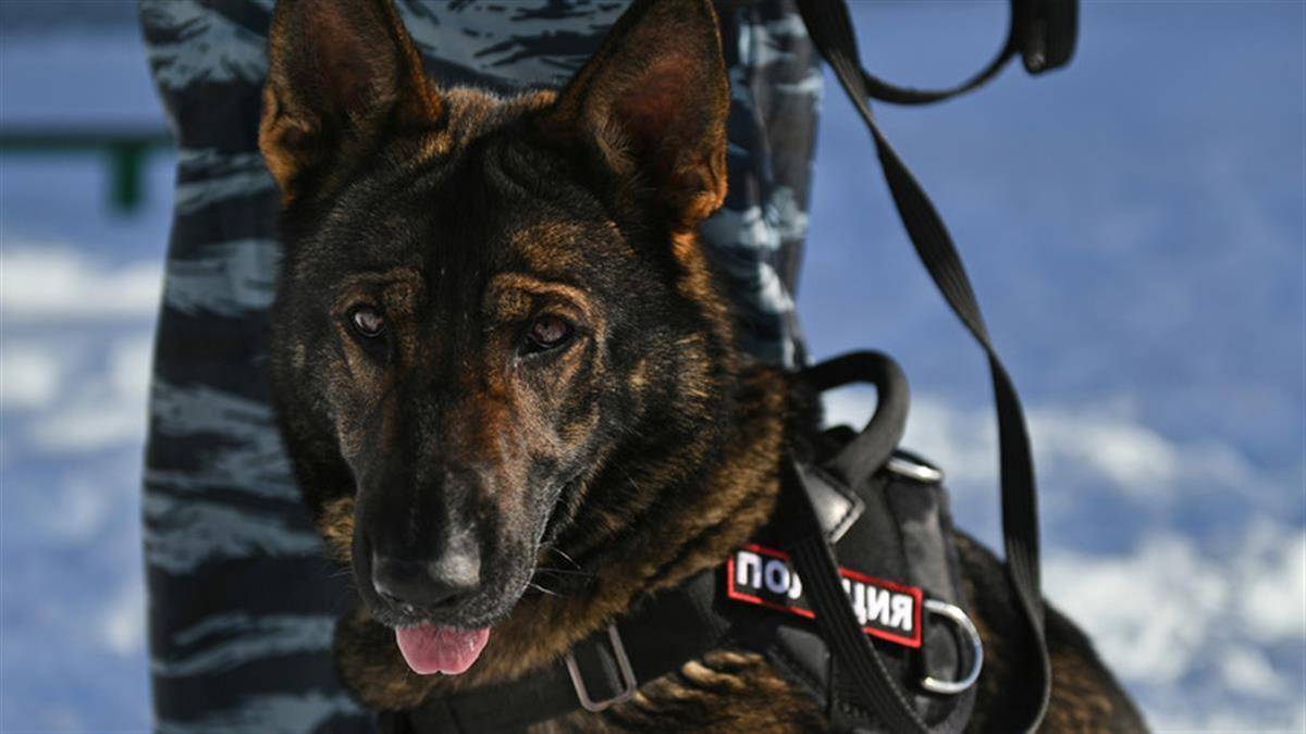 俄罗斯警犬遭野猫伏击,2名警察为了救狗受伤_来源_中士_德米特罗夫