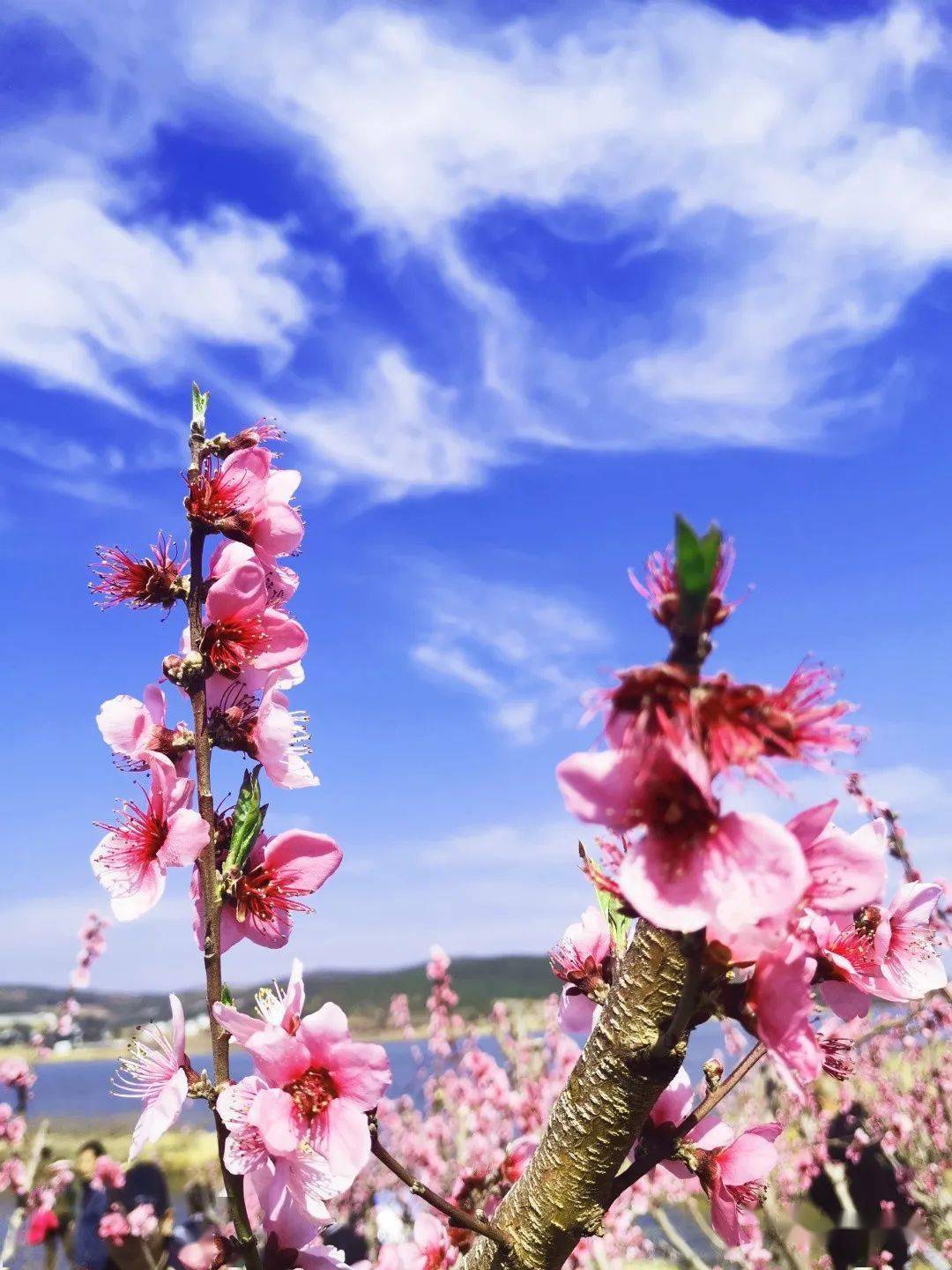 祥云县首届新兴苴桃花节手机摄影大赛,网友投票开始啦!