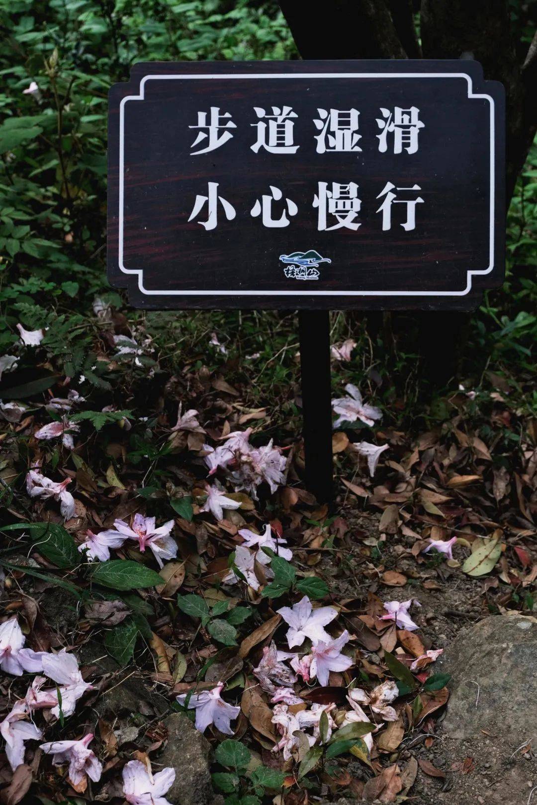 罗湖GO出色 | 花开是春日的来信，来罗湖一路走“花路”吧