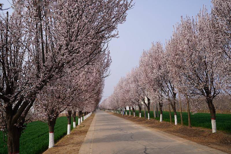 扶风县召公镇后董村:乡村美如画 等你来赏游_环境_红叶_生活