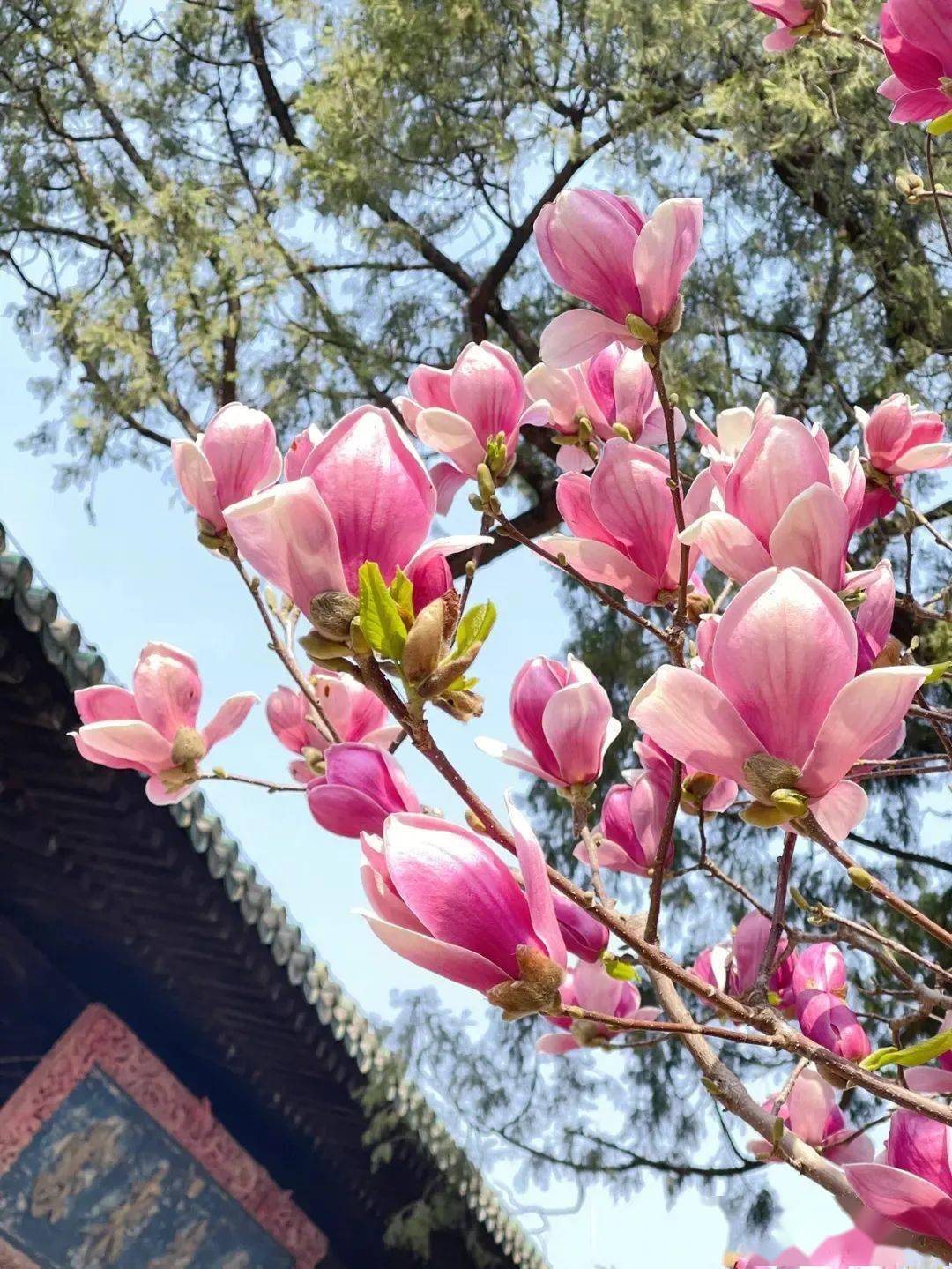 海淀|玉兰香满城接下来的春季美景由玉兰负责～