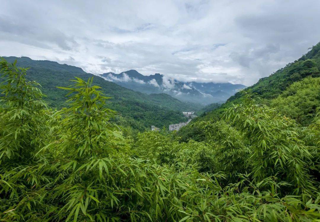 大邑雾山风景图片