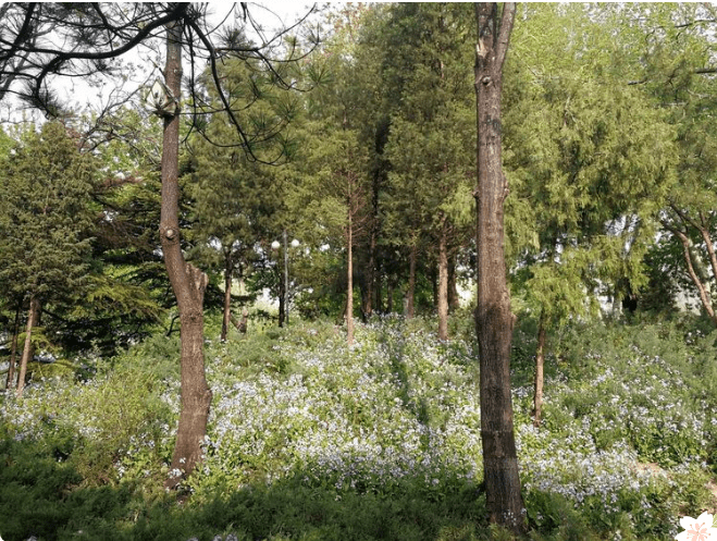 春风十里，赏花走起！大兴区赏花地图已上线