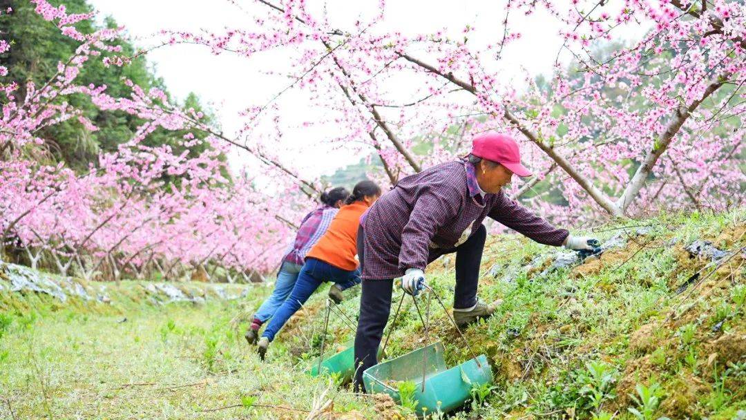 桃花谷里桃花开 春光无限分外美_丰州乡_崇义县_种植