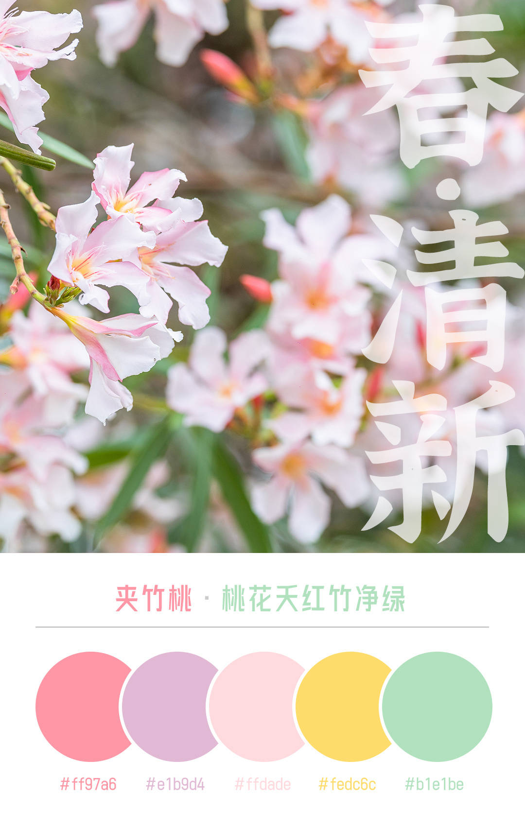 小家碧玉花（小家碧玉花图片开花的） 第29张