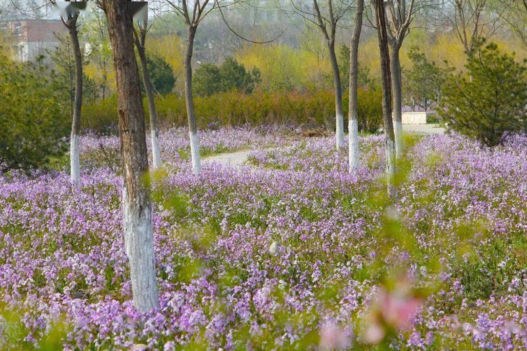 房山兰花公园图片