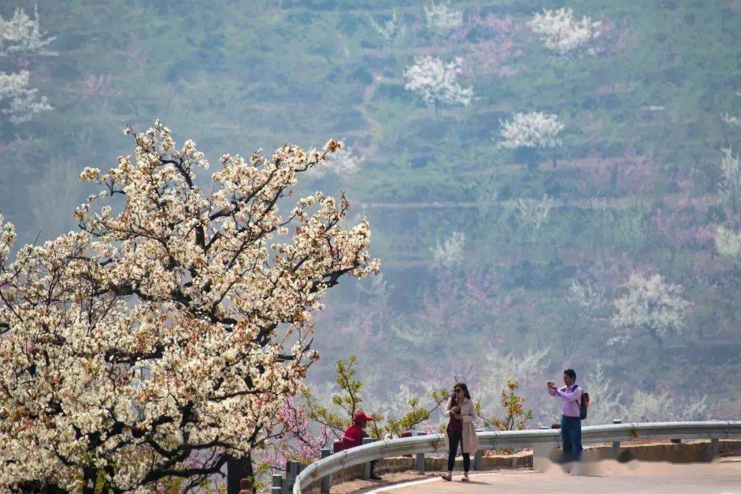 【4月1日】平邑九间棚花海一日穿越探路_活动_梨花_地方