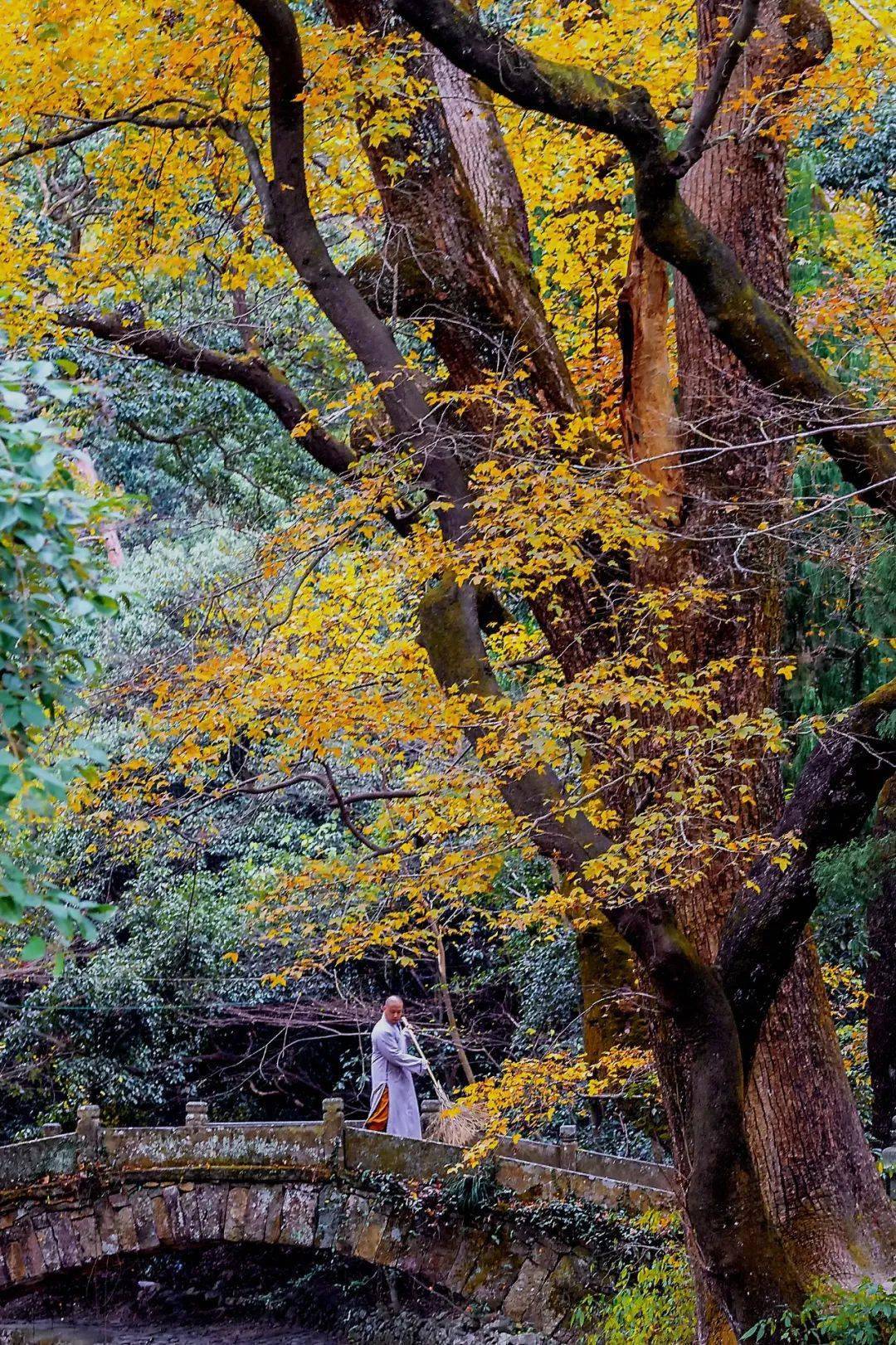 天心_柏林禅寺_视觉