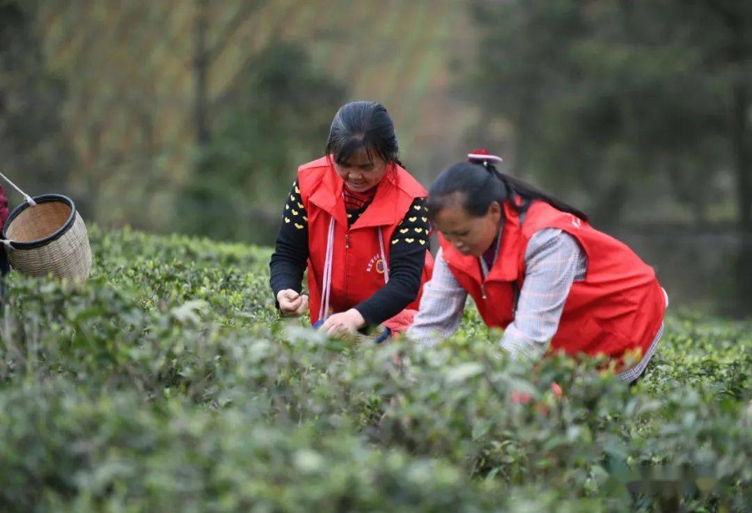 【时讯】凯里市碧波镇王义村:茶韵飘香 采茶开赛67_种植_比赛_大赛