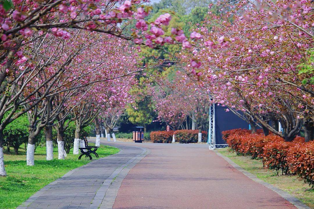 青白江凤凰湖樱花节图片