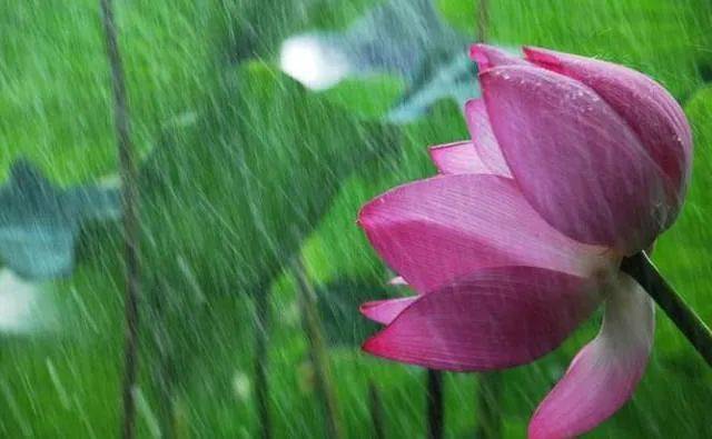 夏天的雨,落在了诗词里,美到极致_夏雨_笔下_情绪