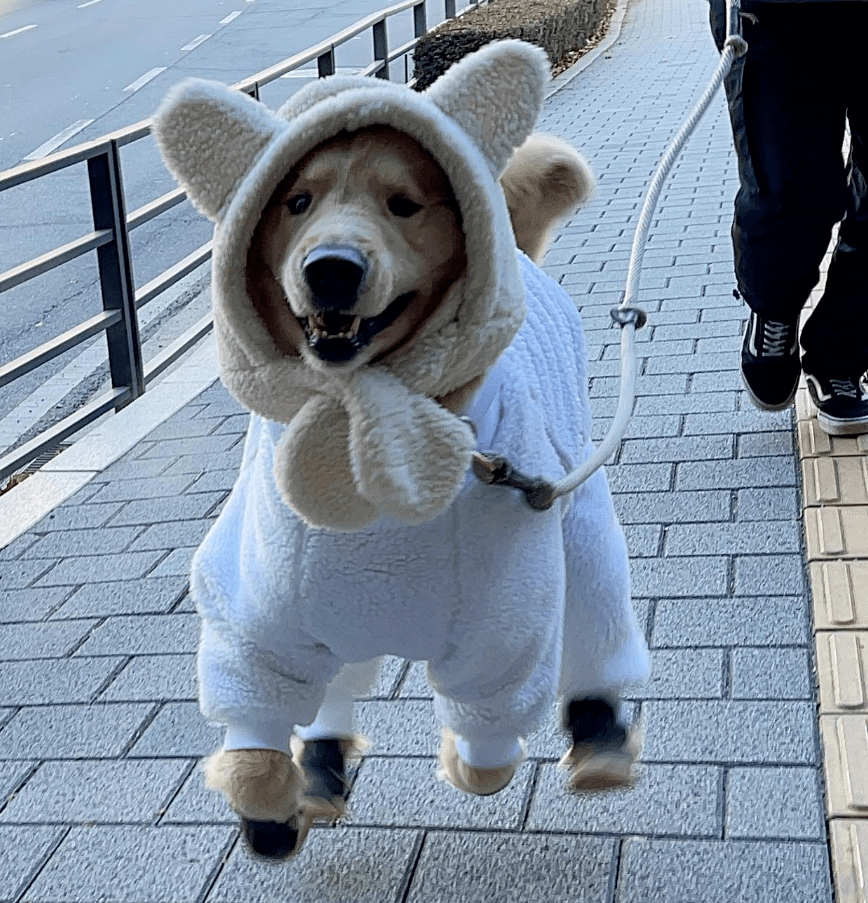 主人_狗狗_帽子