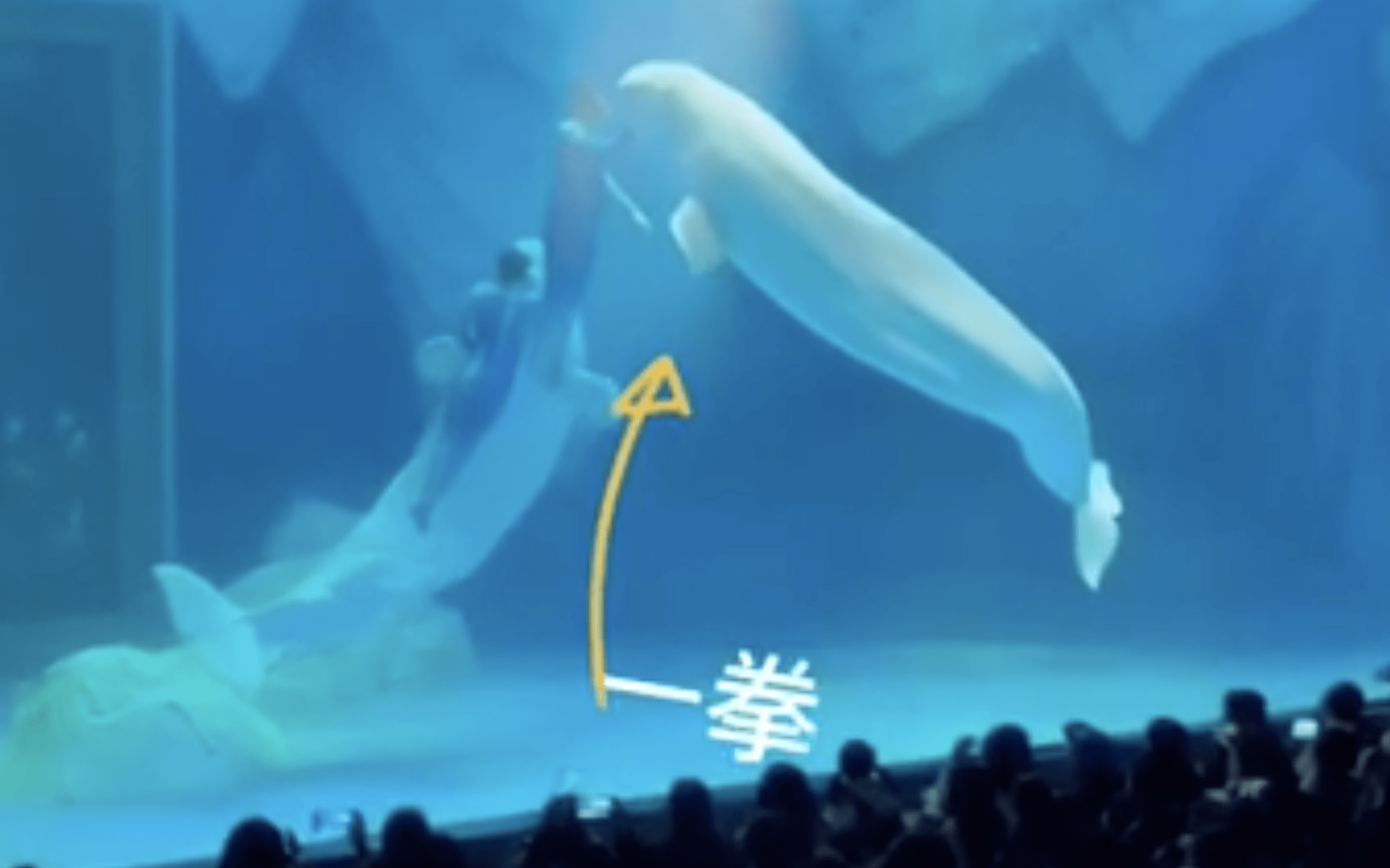 走进哈尔滨极地公园：白鲸、海豚、水下芭蕾的表演真是太燃了！_企鹅