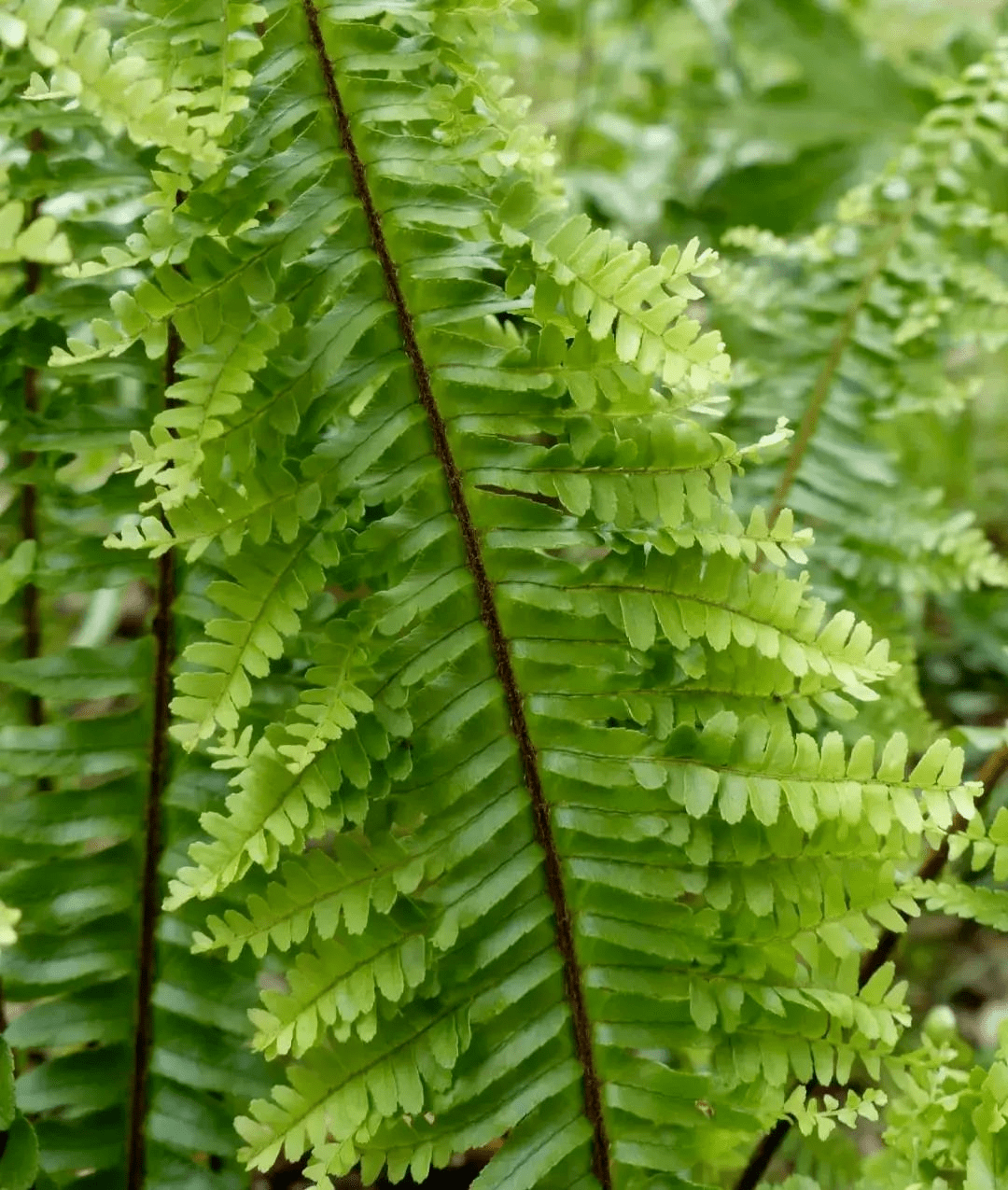 烟霞深处丨仙居食蕨_百姓_饥荒_上山