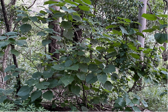 女子摔倒意外触碰, 像被泼浓酸 电击, 不吃止痛