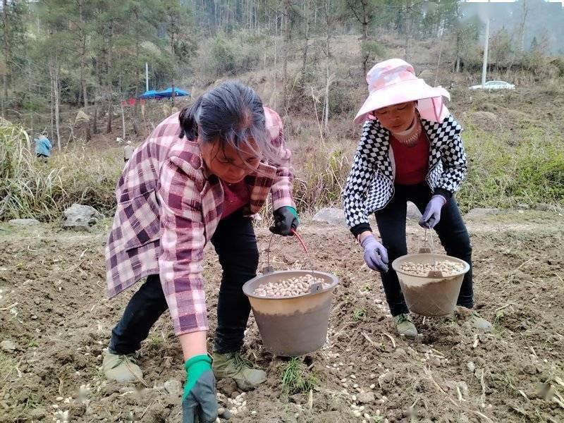 银杏树种子（银杏种子百度百科） 第2张