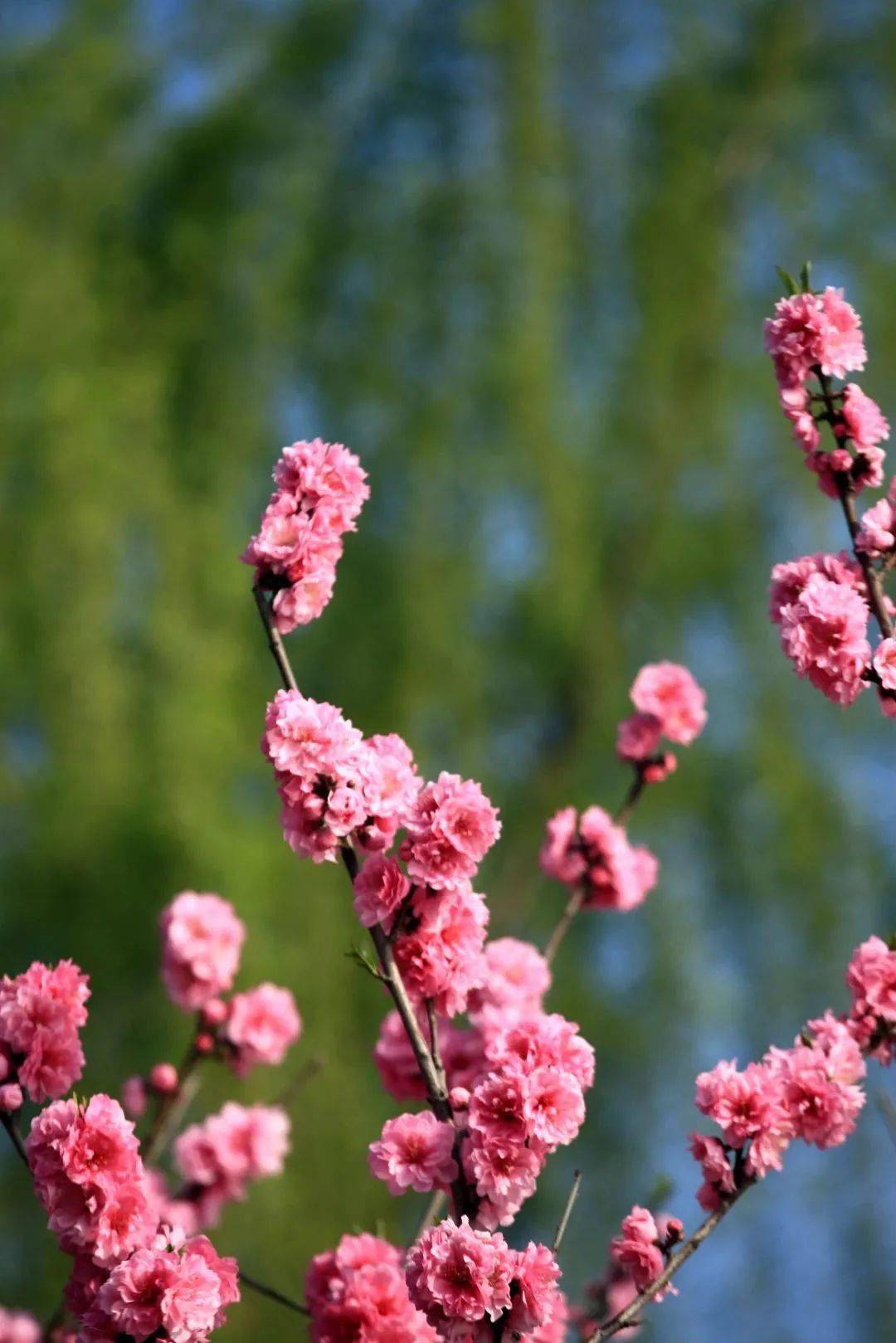 惠风和煦,嫣红伴绿,不妨顾盼其间,感受西湖春天!_桃花_白堤莫_柳间植
