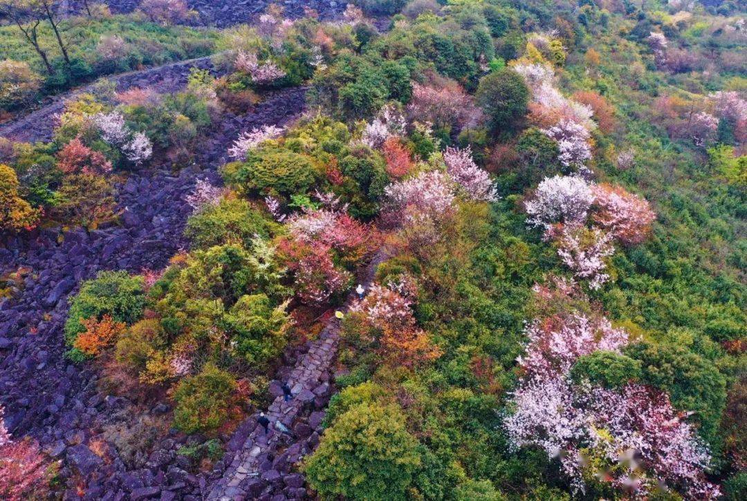 天台苍山顶石浪樱花开了!