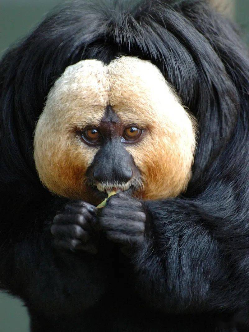 晚上看见它,我就跪下了_僧面_猴子_大陆