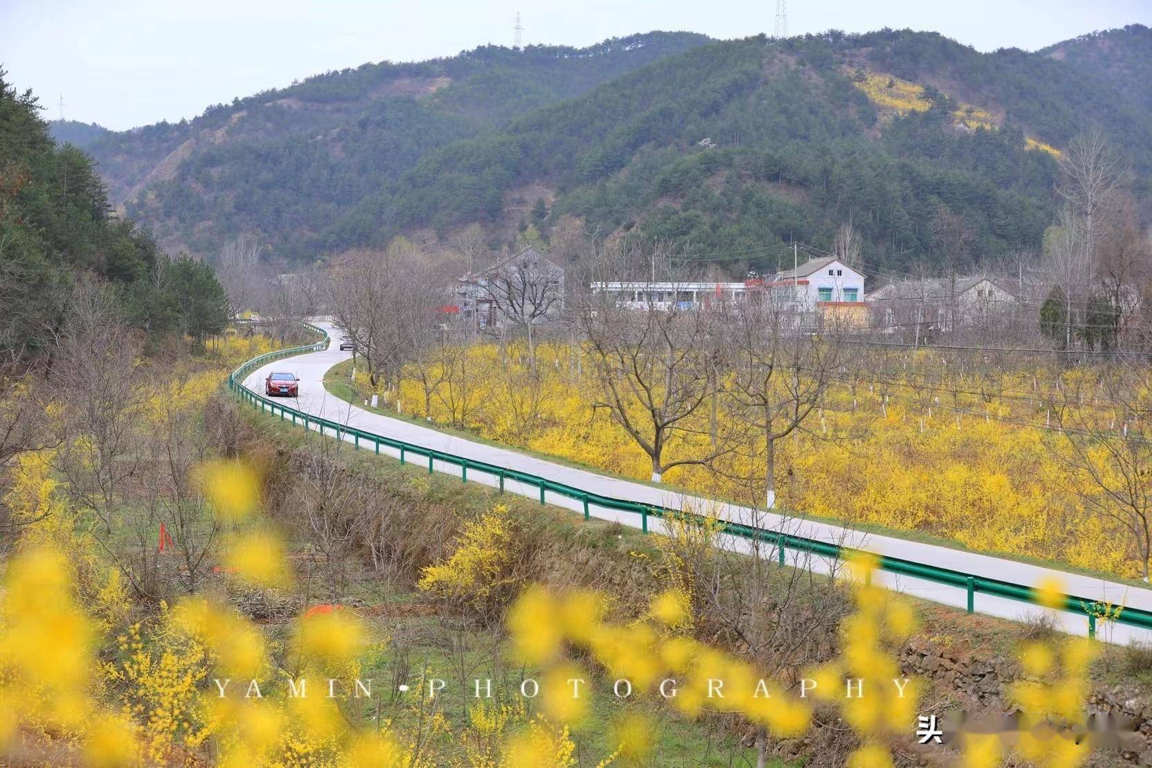 沐春风,拥抱金色花海,听灵山深处的浪漫故事!_连翘_洛南县_田野