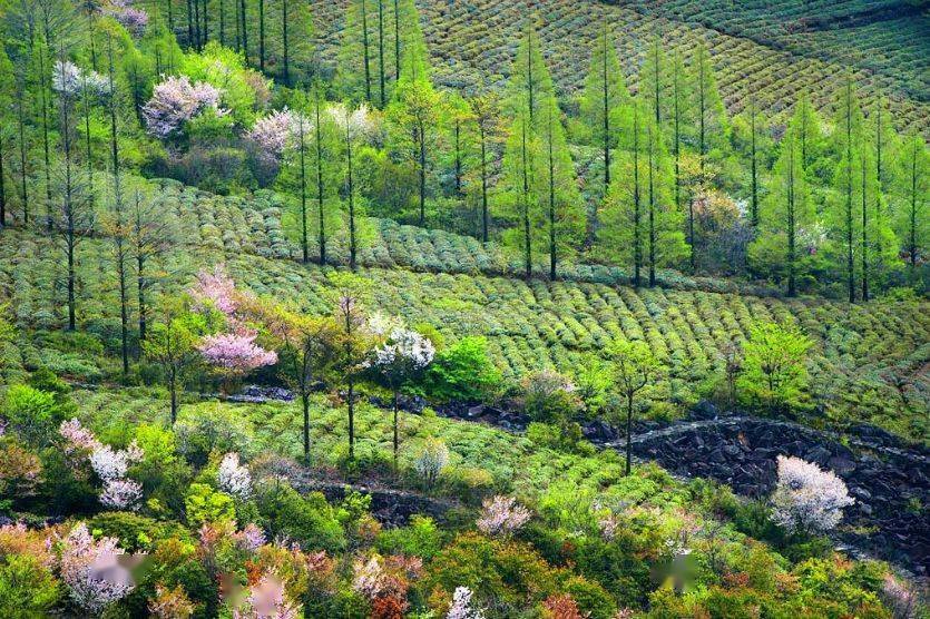 天台苍山顶石浪樱花开了!