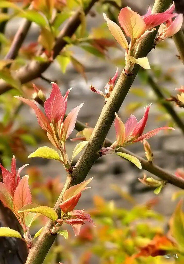 春叶胜春花