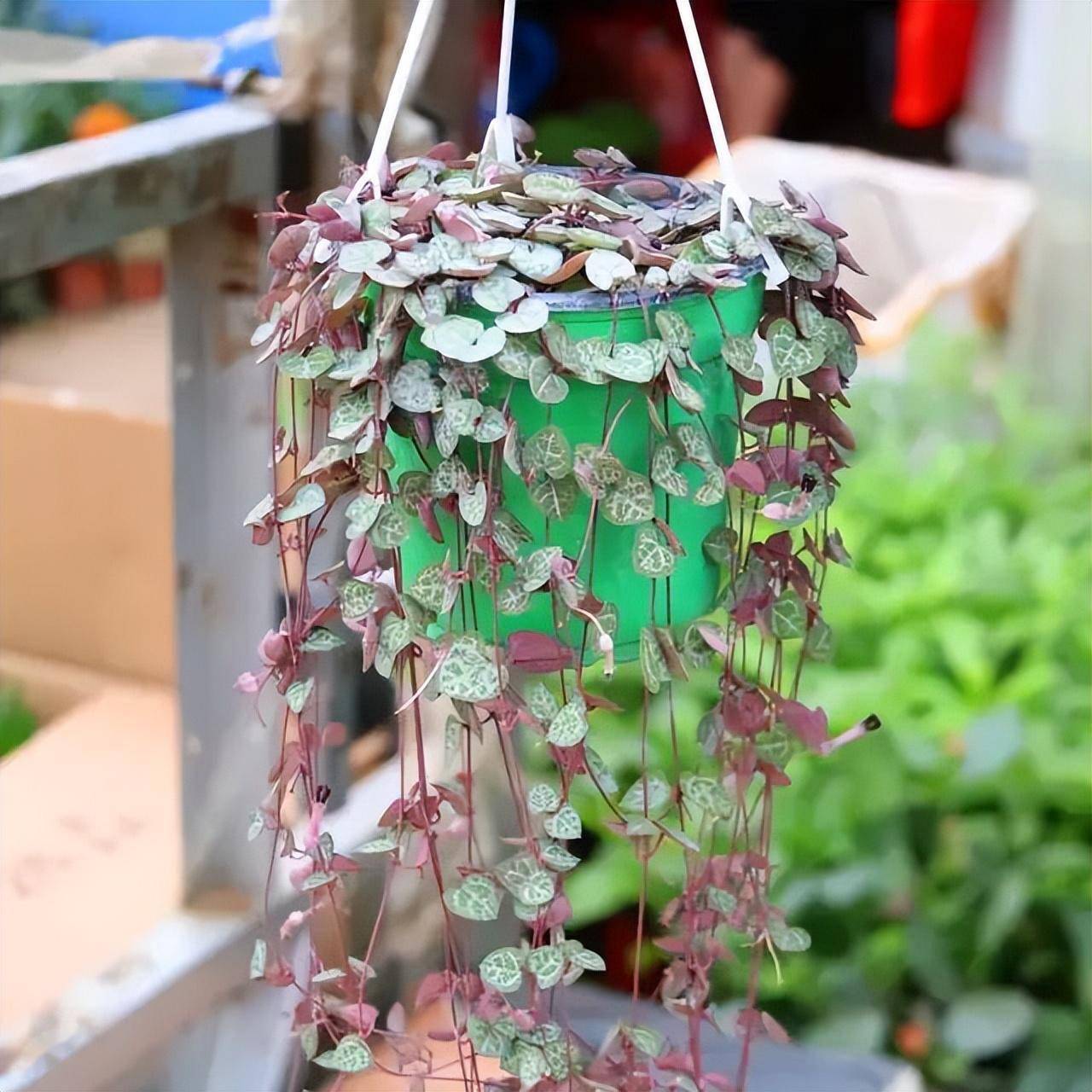 爱之蔓看上去像藤本,其实人家原产自南非,为萝藦科吊灯花属,是不折不