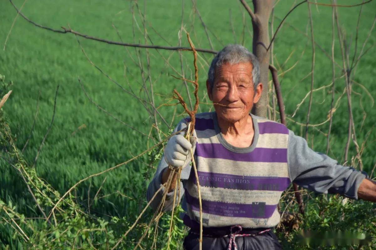 玉米田苗后除草剂_玉米苗后除草剂对下茬作物影响_玉米田苗后除草剂几天见效