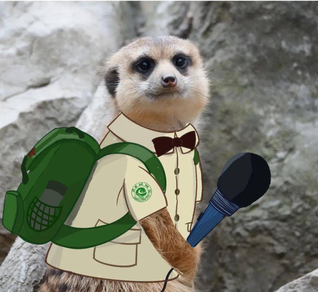 【动物情报站】动物园里的"不明人士",为什么围着便便打转?