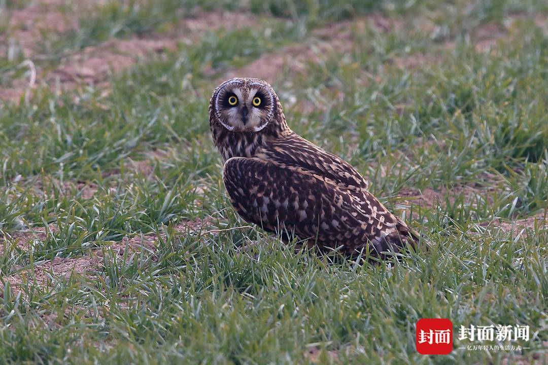 新增51个鸟种 成都鸟类名录上新了_摄影_爱好者_中国