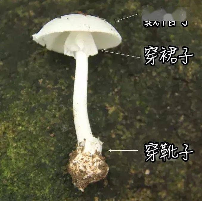 “白伞伞,白杆杆,害人的毒蘑菇你可别馋馋!”_搜狐网