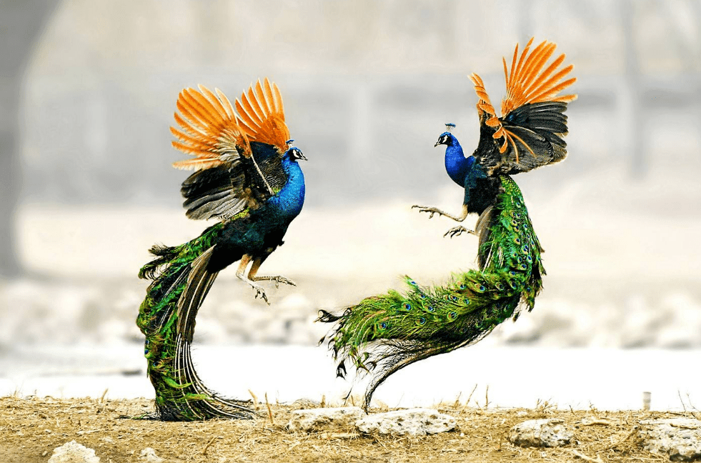 百鸟展震撼来袭!一大群珍稀鸟类空降岳西_鹦鹉_注册_时间