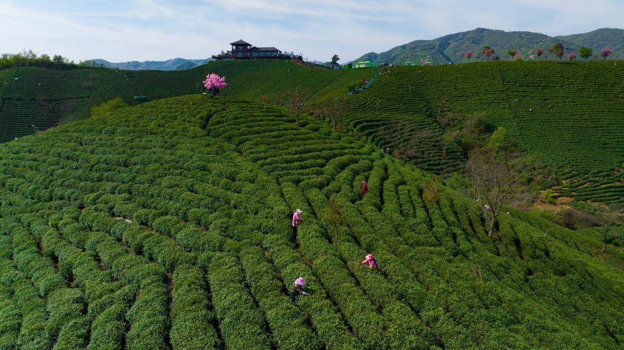 信阳车云山茶山开园