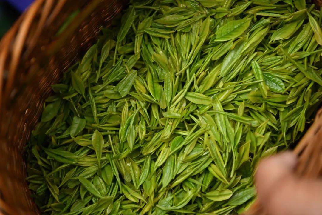 茶香满溢飘天下丨这个四月,到靖安寻茶去_白茶_文化_茶叶