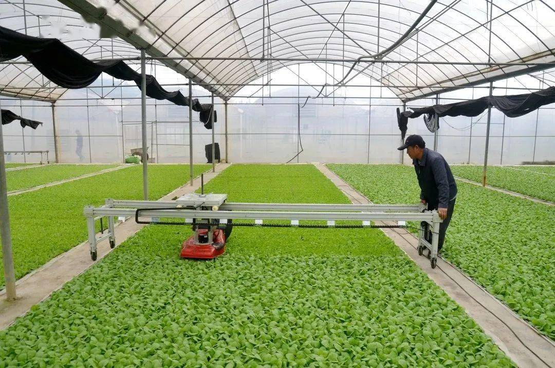 【乡风文明】保田镇:烤烟育苗剪叶忙_技术_壮苗_大田