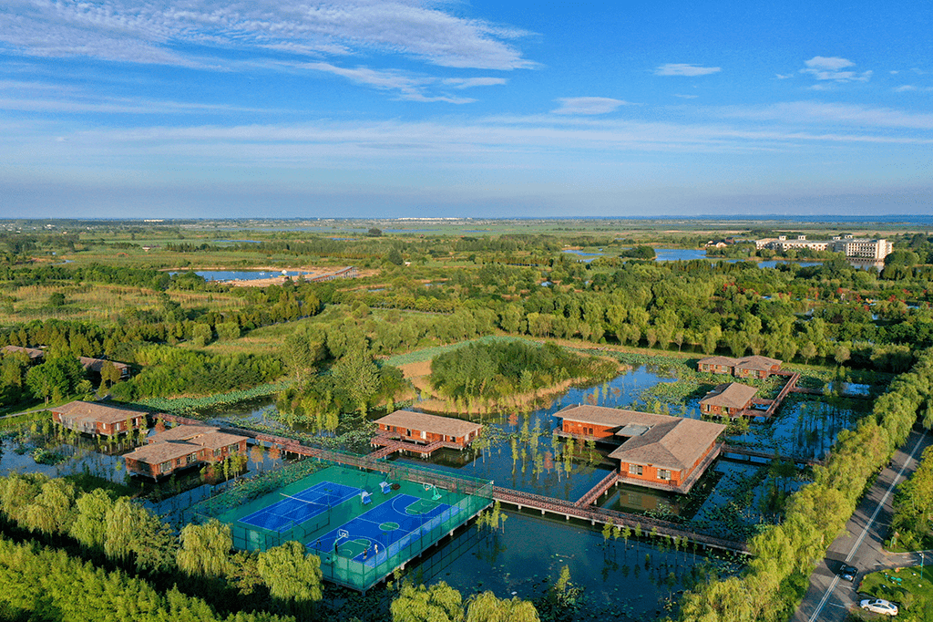 泗洪洪泽湖湿地50万株郁金香花海美出天际_景区_度假村_美食