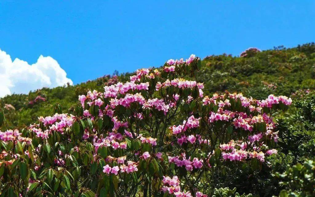 5月,走进隐秘的大凉山,在索玛花盛开的地方,过云上的日子!
