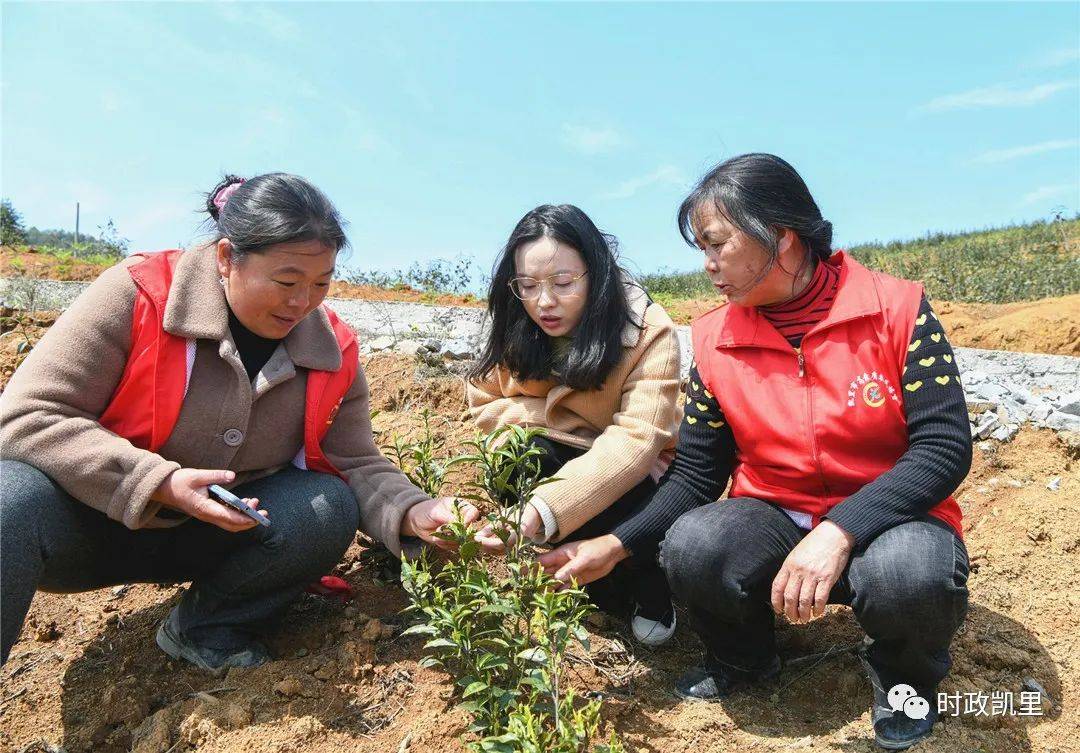 【全面推进乡村振兴】凯里市碧波镇:专家现场问诊 茶园传来笑声_李果