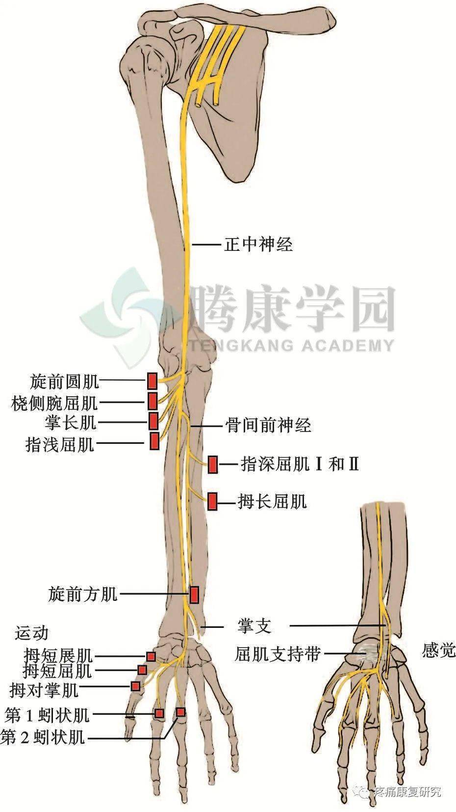 手臂神经解剖图图片