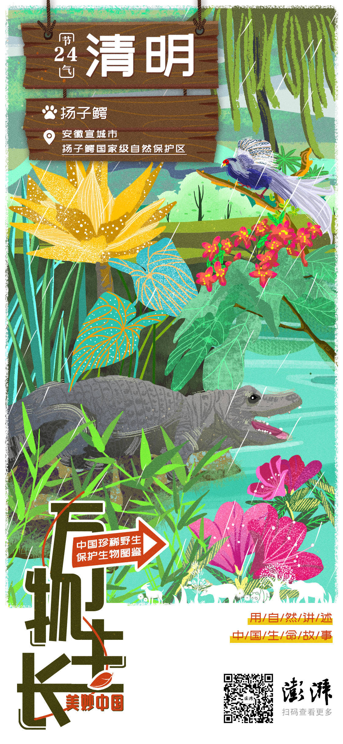 万物生长|今日清明_保护_扬子鳄_中国